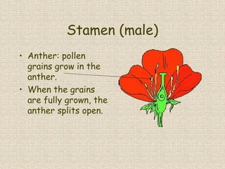 Stamen (male)
• Anther: pollen
grains grow in the
anther.
• When the grains
are fully grown, the
anther splits open.
 