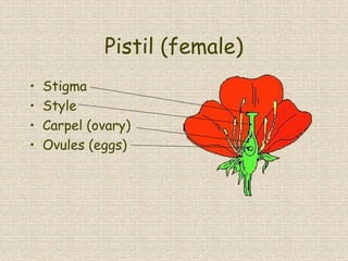 Pistil (female)
• Stigma
• Style
• Carpel (ovary)
• Ovules (eggs)
 