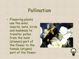 Pollination
• Flowering plants
use the wind,
insects, bats, birds
and mammals to
transfer pollen
from the male
(stamen) part of
the flower to the
female (stigma)
part of the flower.
 