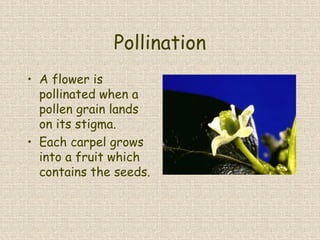 Pollination
• A flower is
pollinated when a
pollen grain lands
on its stigma.
• Each carpel grows
into a fruit which
contains the seeds.
 