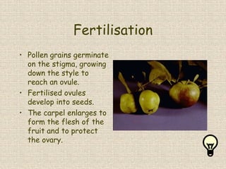 Fertilisation
• Pollen grains germinate
on the stigma, growing
down the style to
reach an ovule.
• Fertilised ovules
develop into seeds.
• The carpel enlarges to
form the flesh of the
fruit and to protect
the ovary.
 