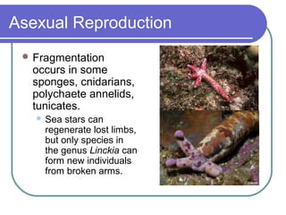 Asexual Reproduction
 Fragmentation
occurs in some
sponges, cnidarians,
polychaete annelids,
tunicates.
 Sea stars can
regenerate lost limbs,
but only species in
the genus Linckia can
form new individuals
from broken arms.
 