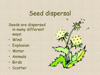 Seed dispersal
Seeds are dispersed
in many different
ways:
• Wind
• Explosion
• Water
• Animals
• Birds
• Scatter
 
