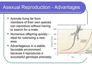 Asexual Reproduction - Advantages
 Animals living far from
members of their own species
can reproduce without having
to search for a mate.
 Numerous offspring quickly –
ideal for colonizing a new
area.
 Advantageous in a stable,
favorable environment
because it reproduces a
successful genotype precisely.
 