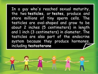 In a guy who's reached sexual maturity,
the two testicles, or testes, produce and
store millions of tiny sperm cells. The
testicles are oval-shaped and grow to be
about 2 inches (5 centimeters) in length
and 1 inch (3 centimeters) in diameter. The
testicles are also part of the endocrine
system because they produce hormones,
including testosterone
 