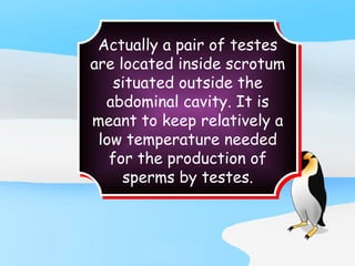 Actually a pair of testes
are located inside scrotum
situated outside the
abdominal cavity. It is
meant to keep relatively a
low temperature needed
for the production of
sperms by testes.
 