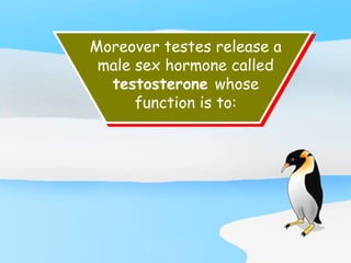 Moreover testes release a
male sex hormone called
testosterone whose
function is to:
 