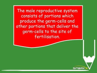 The male reproductive system
consists of portions which
produce the germ-cells and
other portions that deliver the
germ-cells to the site of
fertilisation.
 