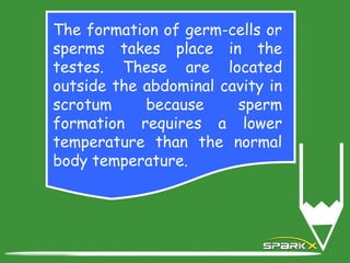 The formation of germ-cells or
sperms takes place in the
testes. These are located
outside the abdominal cavity in
scrotum because sperm
formation requires a lower
temperature than the normal
body temperature.
 