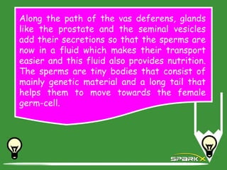 Along the path of the vas deferens, glands
like the prostate and the seminal vesicles
add their secretions so that the sperms are
now in a fluid which makes their transport
easier and this fluid also provides nutrition.
The sperms are tiny bodies that consist of
mainly genetic material and a long tail that
helps them to move towards the female
germ-cell.
 