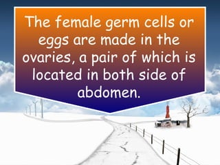 The female germ cells or
eggs are made in the
ovaries, a pair of which is
located in both side of
abdomen.
 