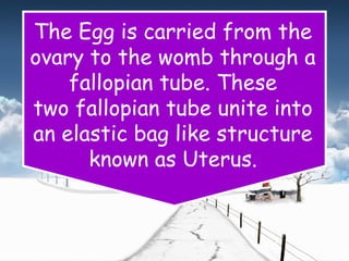 The Egg is carried from the
ovary to the womb through a
fallopian tube. These
two fallopian tube unite into
an elastic bag like structure
known as Uterus.
 