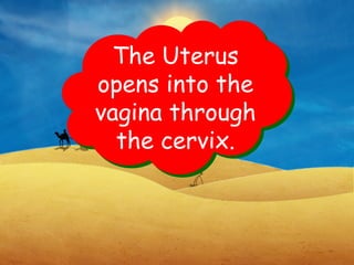 The Uterus
opens into the
vagina through
the cervix.
 