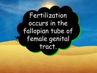 Fertilization
occurs in the
fallopian tube of
female genital
tract.
 