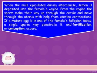 When the male ejaculates during intercourse, semen is
deposited into the female's vagina. From the vagina the
sperm make their way up through the cervix and move
through the uterus with help from uterine contractions.
If a mature egg is in one of the female's fallopian tubes,
a single sperm may penetrate it, and fertilization,
or conception, occurs.
 