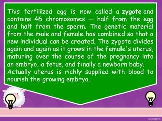 This fertilized egg is now called a zygote and
contains 46 chromosomes — half from the egg
and half from the sperm. The genetic material
from the male and female has combined so that a
new individual can be created. The zygote divides
again and again as it grows in the female's uterus,
maturing over the course of the pregnancy into
an embryo, a fetus, and finally a newborn baby.
Actually uterus is richly supplied with blood to
nourish the growing embryo.
 