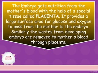 The Embryo gets nutrition from the
mother's blood with the help of a special
tissue called PLACENTA. It provides a
large surface area for glucose and oxygen
to pass from the mother to the embryo.
Similarly the wastes from developing
embryo are removed to mother's blood
through placenta.
 