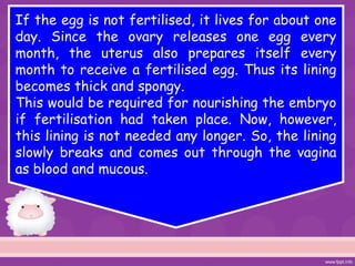 If the egg is not fertilised, it lives for about one
day. Since the ovary releases one egg every
month, the uterus also prepares itself every
month to receive a fertilised egg. Thus its lining
becomes thick and spongy.
This would be required for nourishing the embryo
if fertilisation had taken place. Now, however,
this lining is not needed any longer. So, the lining
slowly breaks and comes out through the vagina
as blood and mucous.
 