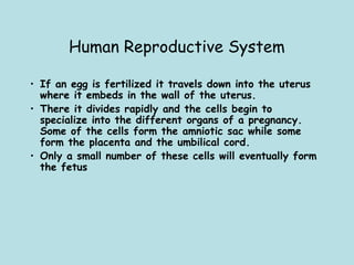 Human Reproductive System
• If an egg is fertilized it travels down into the uterus
where it embeds in the wall of the uterus. 
• There it divides rapidly and the cells begin to
specialize into the different organs of a pregnancy. 
Some of the cells form the amniotic sac while some
form the placenta and the umbilical cord. 
• Only a small number of these cells will eventually form
the fetus
 