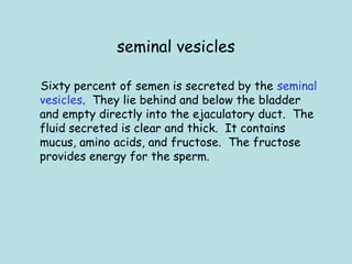 seminal vesicles
Sixty percent of semen is secreted by the seminal
vesicles.  They lie behind and below the bladder
and empty directly into the ejaculatory duct.  The
fluid secreted is clear and thick.  It contains
mucus, amino acids, and fructose.  The fructose
provides energy for the sperm.
 