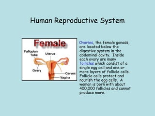 Human Reproductive System
Ovaries, the female gonads,
are located below the
digestive system in the
abdominal cavity.  Inside
each ovary are many
follicles which consist of a
single egg cell and one or
more layers of follicle cells. 
Follicle cells protect and
nourish the egg cells.  A
woman is born with about
400,000 follicles and cannot
produce more.
 