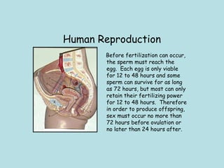 Human Reproduction
Before fertilization can occur,
the sperm must reach the
egg.  Each egg is only viable
for 12 to 48 hours and some
sperm can survive for as long
as 72 hours, but most can only
retain their fertilizing power
for 12 to 48 hours.  Therefore
in order to produce offspring,
sex must occur no more than
72 hours before ovulation or
no later than 24 hours after.
 
