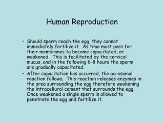 Human Reproduction
• Should sperm reach the egg, they cannot
immediately fertilize it.  As time must pass for
their membranes to become capacitated, or
weakened.  This is facilitated by the cervical
mucus, and in the following 6-8 hours the sperm
are gradually capacitated.
• After capacitation has occurred, the acrosomal
reaction follows.  This reaction releases enzymes in
the area surrounding the egg therefore weakening
the intracellural cement that surrounds the egg. 
Once weakened a single sperm is allowed to
penetrate the egg and fertilize it.
 