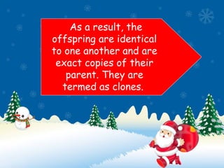 As a result, the
offspring are identical
to one another and are
exact copies of their
parent. They are
termed as clones.
 