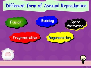 Fission Budding
Regeneration
Spore
formation
Fragmentation
 