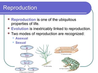 Reproduction
 Reproduction is one of the ubiquitous
properties of life.
 Evolution is inextricably linked to reproduction.
 Two modes of reproduction are recognized:
 Asexual
 Sexual
 