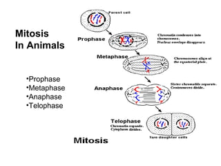 Mitosis
In Animals
•Prophase
•Metaphase
•Anaphase
•Telophase
 
