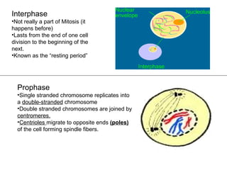Interphase
•Not really a part of Mitosis (it
happens before)
•Lasts from the end of one cell
division to the beginning of the
next.
•Known as the “resting period”
Prophase
•Single stranded chromosome replicates into
a double-stranded chromosome
•Double stranded chromosomes are joined by
centromeres.
•Centrioles migrate to opposite ends (poles)
of the cell forming spindle fibers.
 