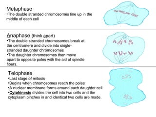 Metaphase
•The double stranded chromosomes line up in the
middle of each cell
Anaphase (think apart)
•The double stranded chromosomes break at
the centromere and divide into single-
stranded daughter chromosomes
•The daughter chromosomes then move
apart to opposite poles with the aid of spindle
fibers.
Telophase
•Last stage of mitosis
•Begins when chromosomes reach the poles
•A nuclear membrane forms around each daughter cell
•Cytokinesis divides the cell into two cells and the
cytoplasm pinches in and identical two cells are made.
 