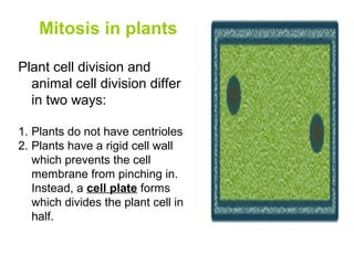 Mitosis in plants
Plant cell division and
animal cell division differ
in two ways:
1. Plants do not have centrioles
2. Plants have a rigid cell wall
which prevents the cell
membrane from pinching in.
Instead, a cell plate forms
which divides the plant cell in
half.
 