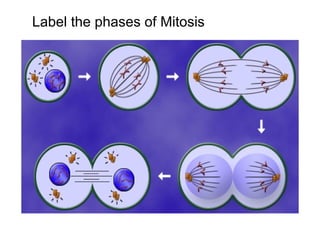 Label the phases of Mitosis
 