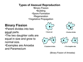 Types of Asexual Reproduction
•Binary Fission
•Budding
•Spore Formation
•Regeneration
•Vegetative Propagation
(Binary Fission of Amoeba)
Binary Fission
•Parent divides into two
equal parts.
•The two daughter cells are
equal in size and grow to
normal size.
•Examples are Amoeba
and Paramecium
 