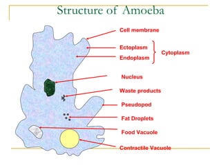 Cytoplasm
Ectoplasm
Endoplasm
Nucleus
Pseudopod
Contractile Vacuole
Food Vacuole
Fat Droplets
Waste products
Structure of Amoeba
Cell membrane
 