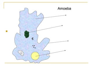 
Amoeba
 