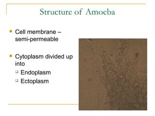 Structure of Amoeba
 Cell membrane –
semi-permeable
 Cytoplasm divided up
into
 Endoplasm
 Ectoplasm
 