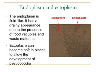 Endoplasm and ectoplasm
• The endoplasm is
fluid-like. It has a
grainy appearance
due to the presence
of food vacuoles and
waste materials
• Ectoplasm can
become soft in places
to allow the
development of
pseudopodia
EndoplasmEctoplasm
 