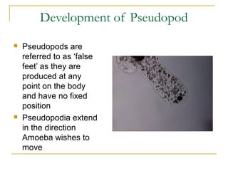 Development of Pseudopod
 Pseudopods are
referred to as ‘false
feet’ as they are
produced at any
point on the body
and have no fixed
position
 Pseudopodia extend
in the direction
Amoeba wishes to
move
 