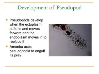 Development of Pseudopod
 Pseudopods develop
when the ectoplasm
softens and moves
forward and the
endoplasm moves in to
replace it
 Amoeba uses
pseudopodia to engulf
its prey
 