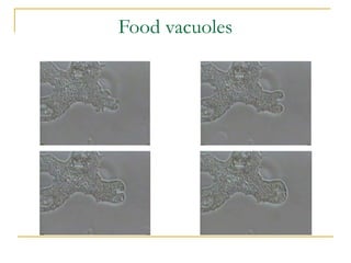 Food vacuoles
 