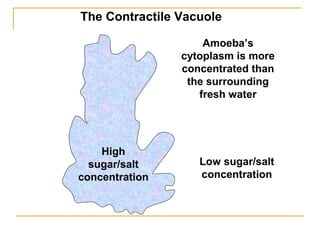 The Contractile Vacuole
High
sugar/salt
concentration
Low sugar/salt
concentration
Amoeba’s
cytoplasm is more
concentrated than
the surrounding
fresh water
 