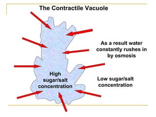 As a result water
constantly rushes in
by osmosis
The Contractile Vacuole
High
sugar/salt
concentration
Low sugar/salt
concentration
 