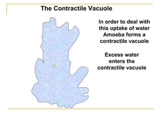 In order to deal with
this uptake of water
Amoeba forms a
contractile vacuole
Excess water
enters the
contractile vacuole
The Contractile Vacuole
 