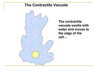 The contractile
vacuole swells with
water and moves to
the edge of the
cell…
The Contractile Vacuole
 