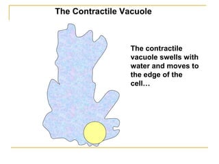 The contractile
vacuole swells with
water and moves to
the edge of the
cell…
The Contractile Vacuole
 
