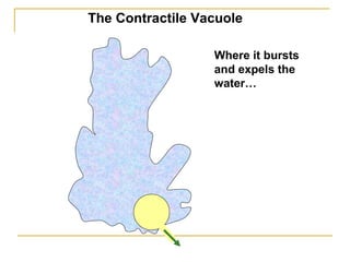 Where it bursts
and expels the
water…
The Contractile Vacuole
 