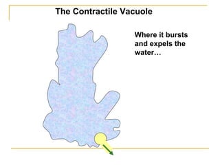 Where it bursts
and expels the
water…
The Contractile Vacuole
 